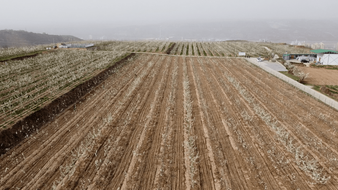 彬州:万亩梨花竞相开 千树梨花千树雪_梨园_产业化_游客