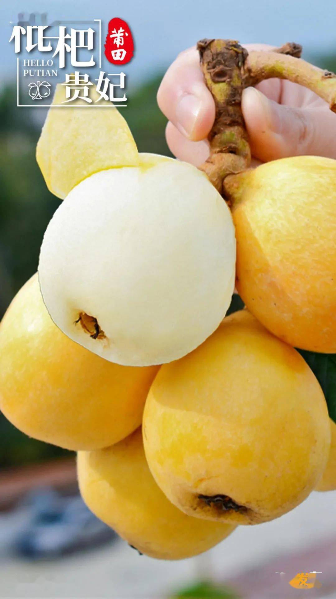 4月12日,《您好·莆田》白肉枇杷_白梨_品种_种植