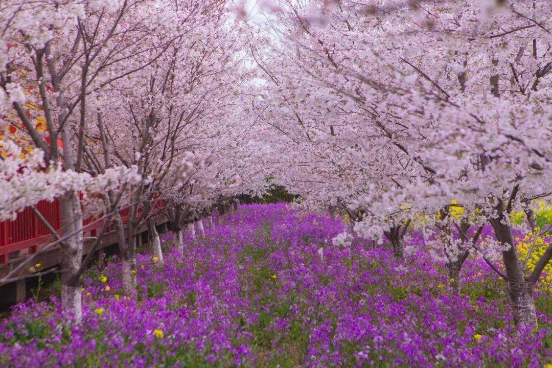 沂水花彩小镇花朝节图片