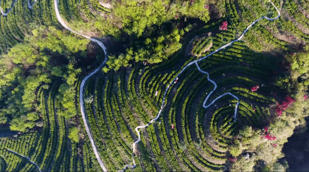 来毕节,邂逅"中国美丽茶园"_纳雍县_高山_全县