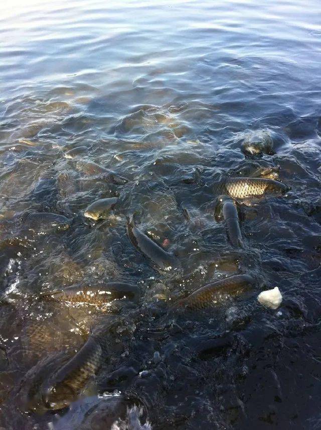 康洁75淡水鱼养殖:水环境因子对其的影响_水温_氧量_亚硝酸盐