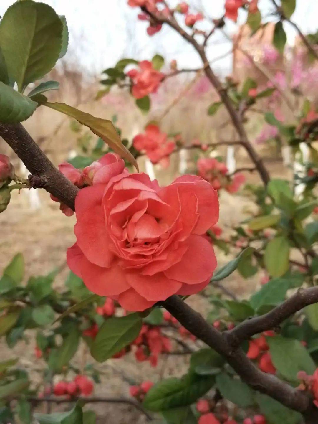 花开春意浓,春来万物生_海棠_枝头_花瓣
