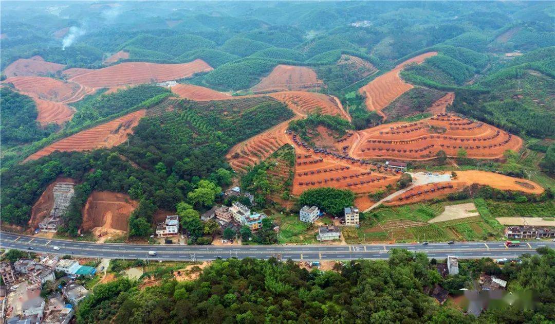 浦北这里有个万亩大红柑核心示范区,你们知道吗?_产业_陈皮_龙门镇