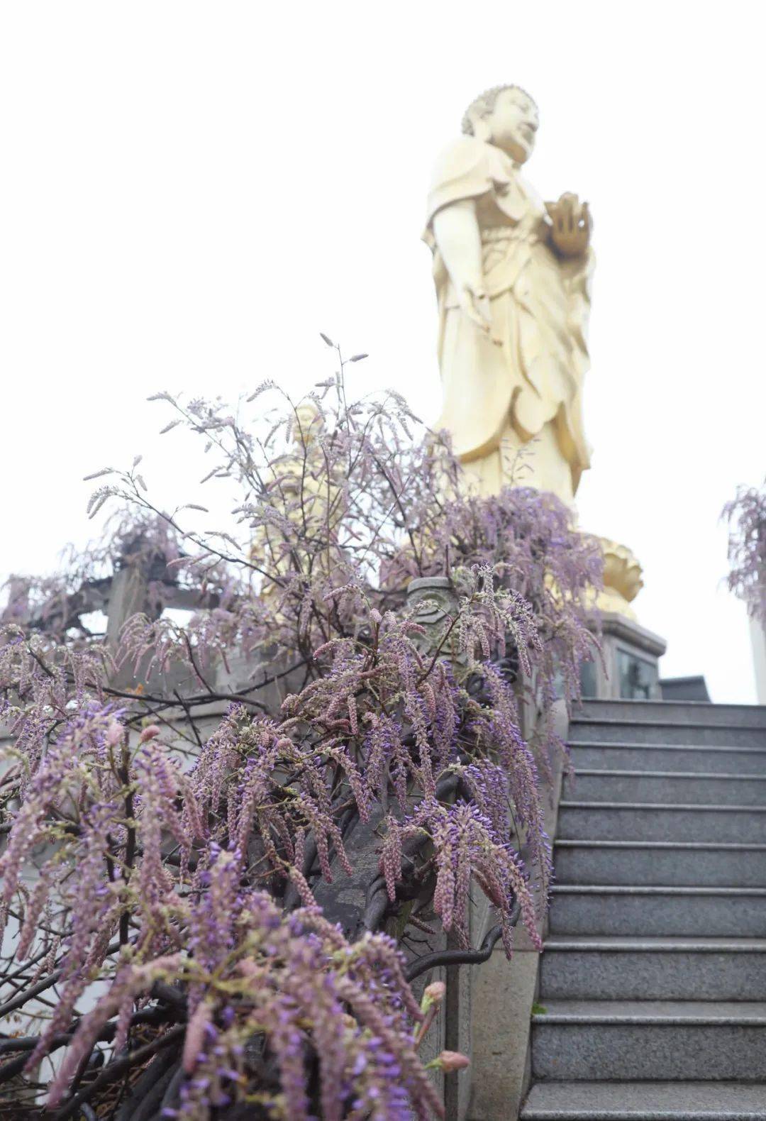 【龙庄有礼】紫绶朱衣,春光中蕴藏着的别样智慧._紫色_书签_桃花