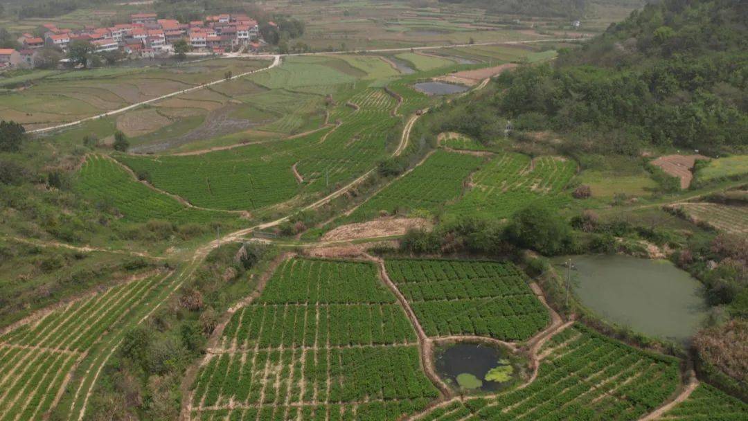 梅川镇党委书记郭建涛说,结合各村实际,因地制宜,科学统筹,在乡村振兴