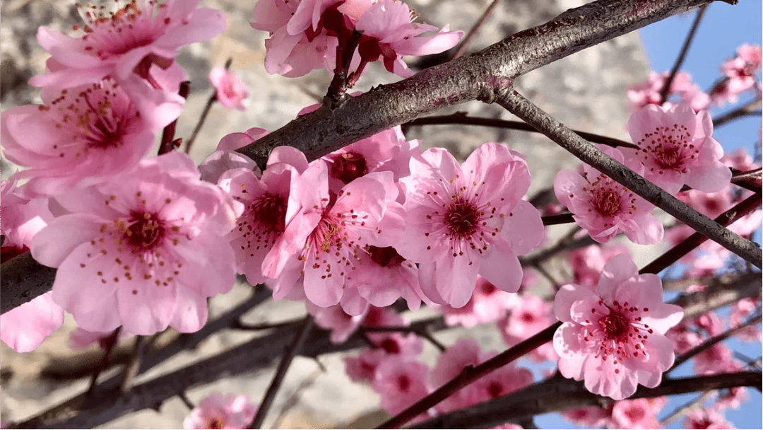 淡粉色梅花树品种图片