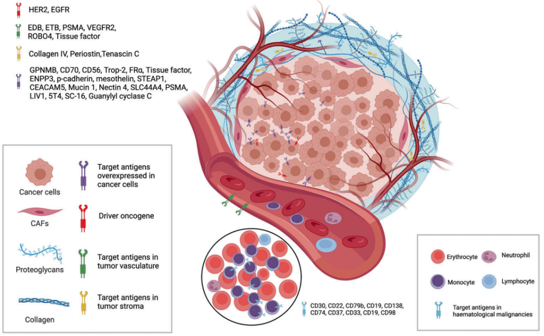 抗体药物偶联物:靶向癌症治疗的"生物导弹"_细胞_抗原_阶段
