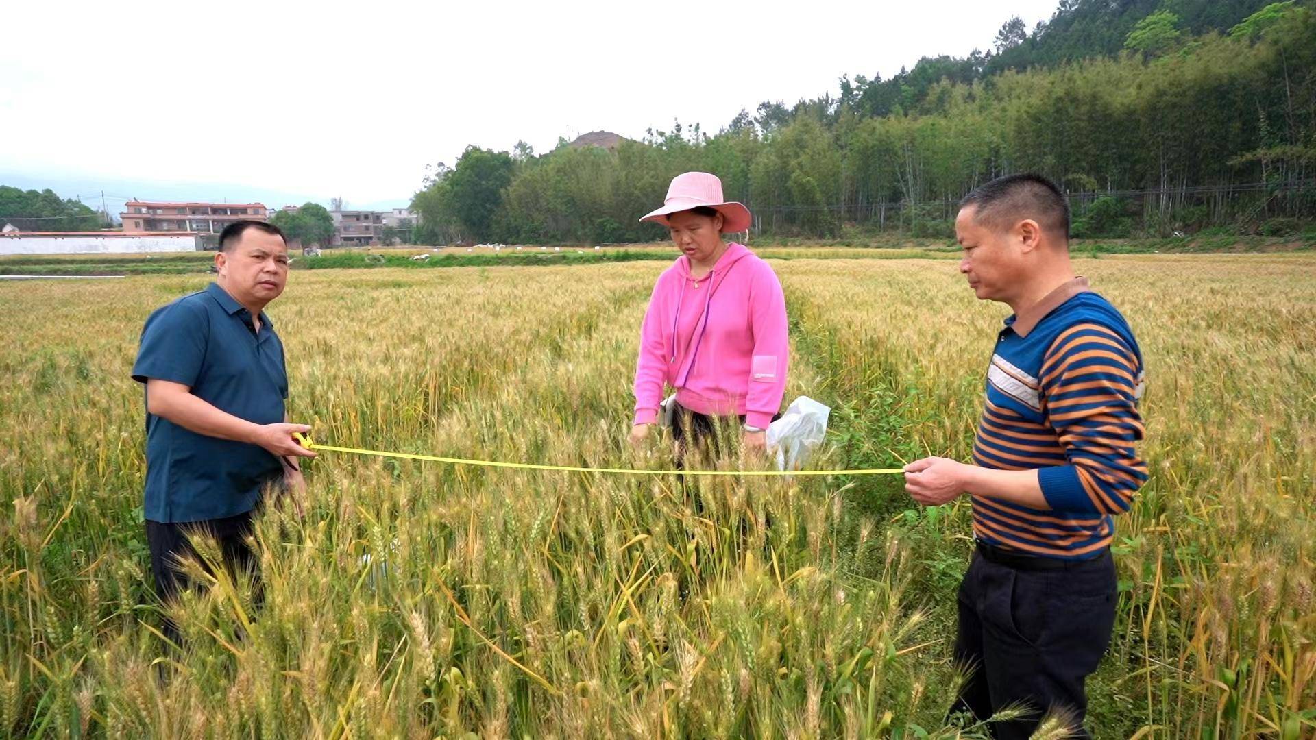 风吹麦浪迎丰收,韶关新丰80亩冬小麦试种成功_种植_新丰县_陈永仙