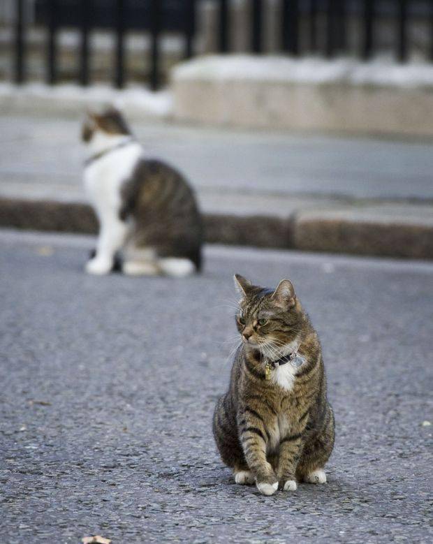 撕猫无数的大英捕鼠官Larry，最近被Boris的猫打残了