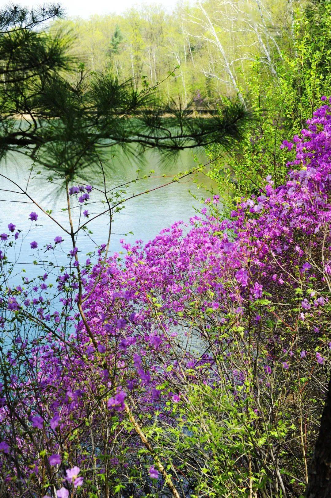 这个春天一定要来辉南……_杜鹃花_龙湾_生机