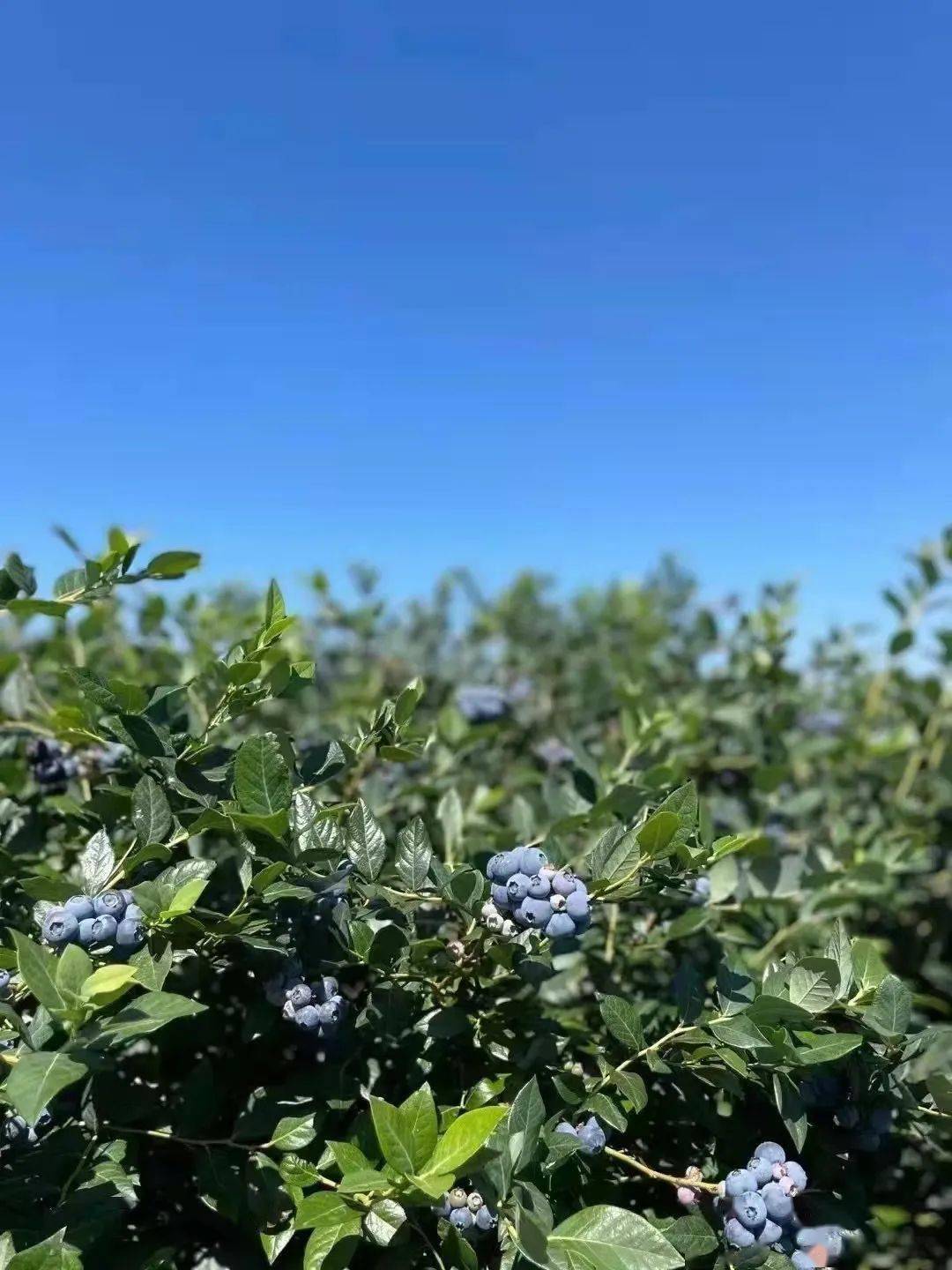 现摘现发味道浓郁,馥郁酸甜,口口爆浆!_变化_浆果_表皮