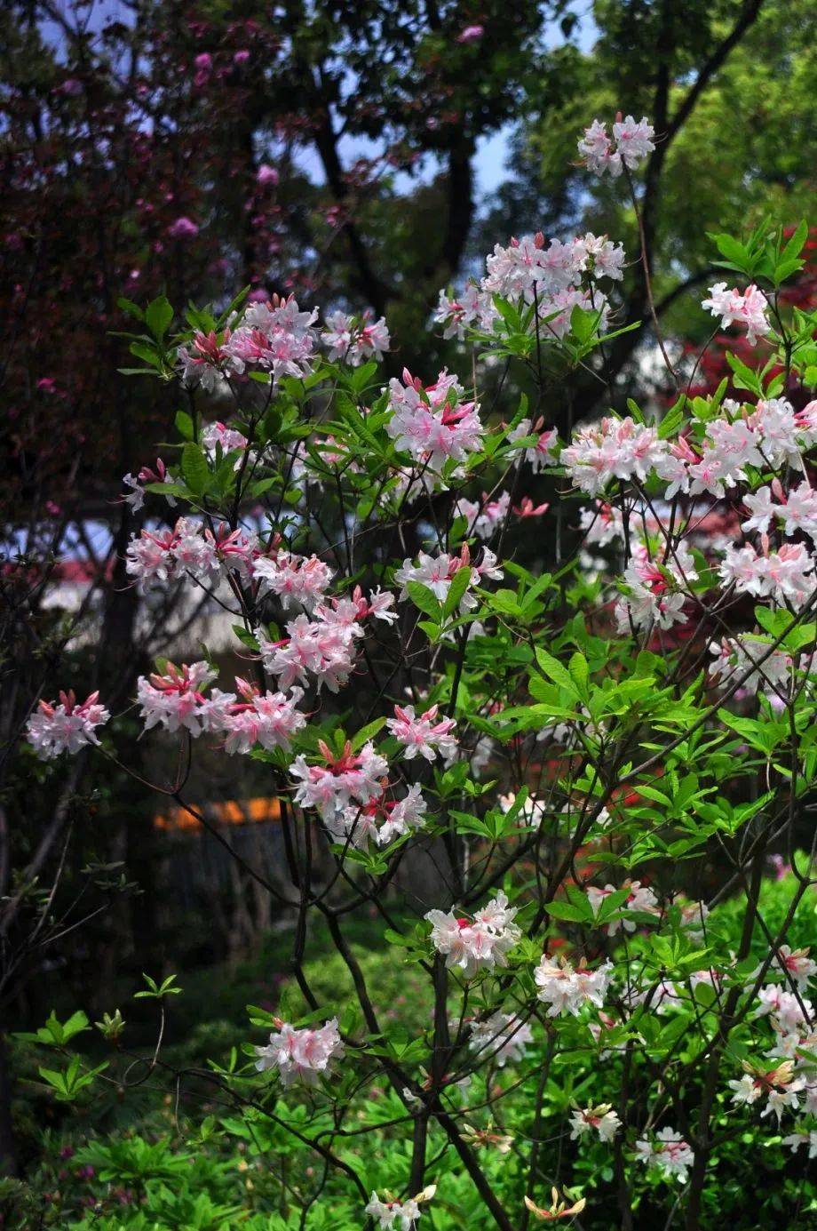 赏申城杜鹃花，四月春光正好！