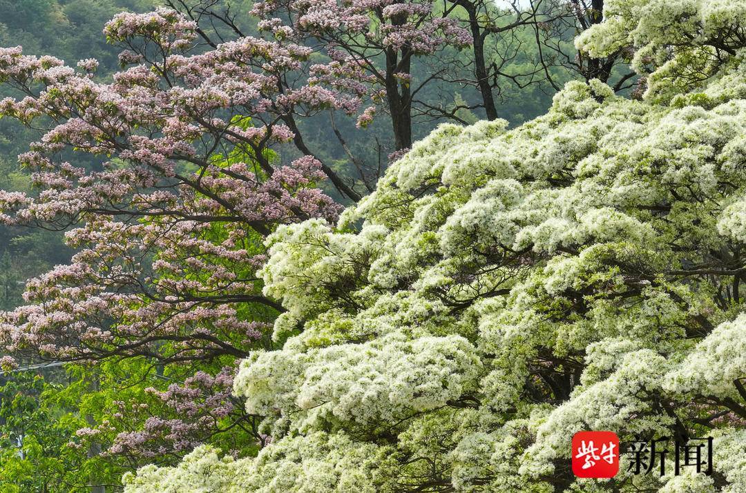 雌雄同体糯米花树进入盛花期4月18日,在连云港南云台林场孔雀沟景区