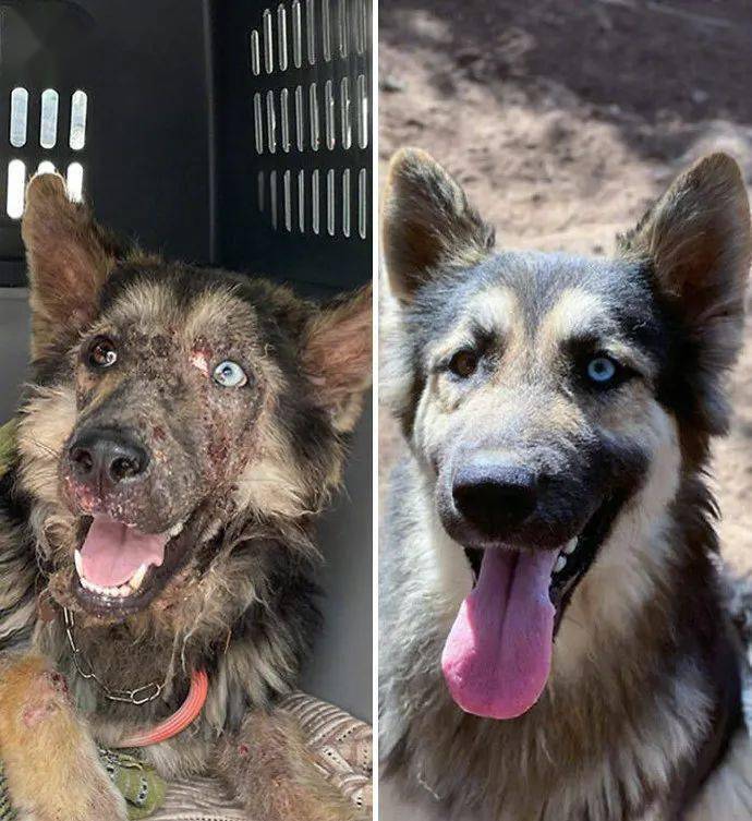 流浪狗被收养后的前后对比照,眼里都有光了!