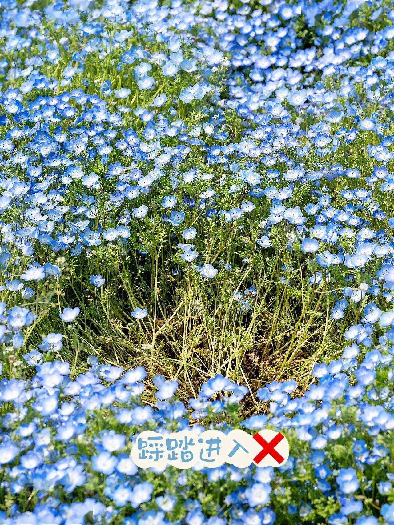 分享丨喜林草花海怎么拍才美