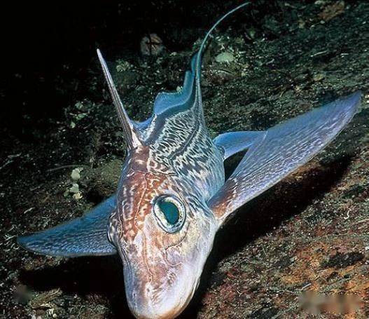 67大眼怪鱼!大西洋银鲛的鱼眼大到几乎占据头部