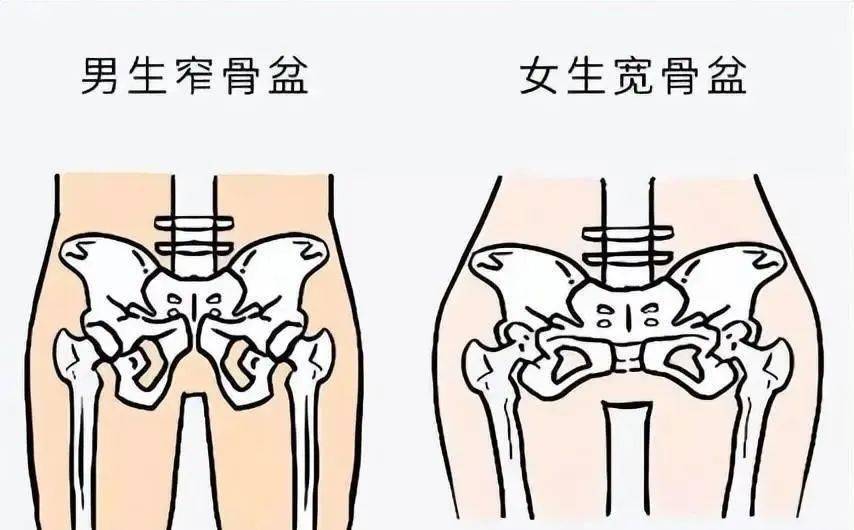 为了能够顺利分娩,女性的盆骨要比男性宽大,这样的"区别对待"给女生