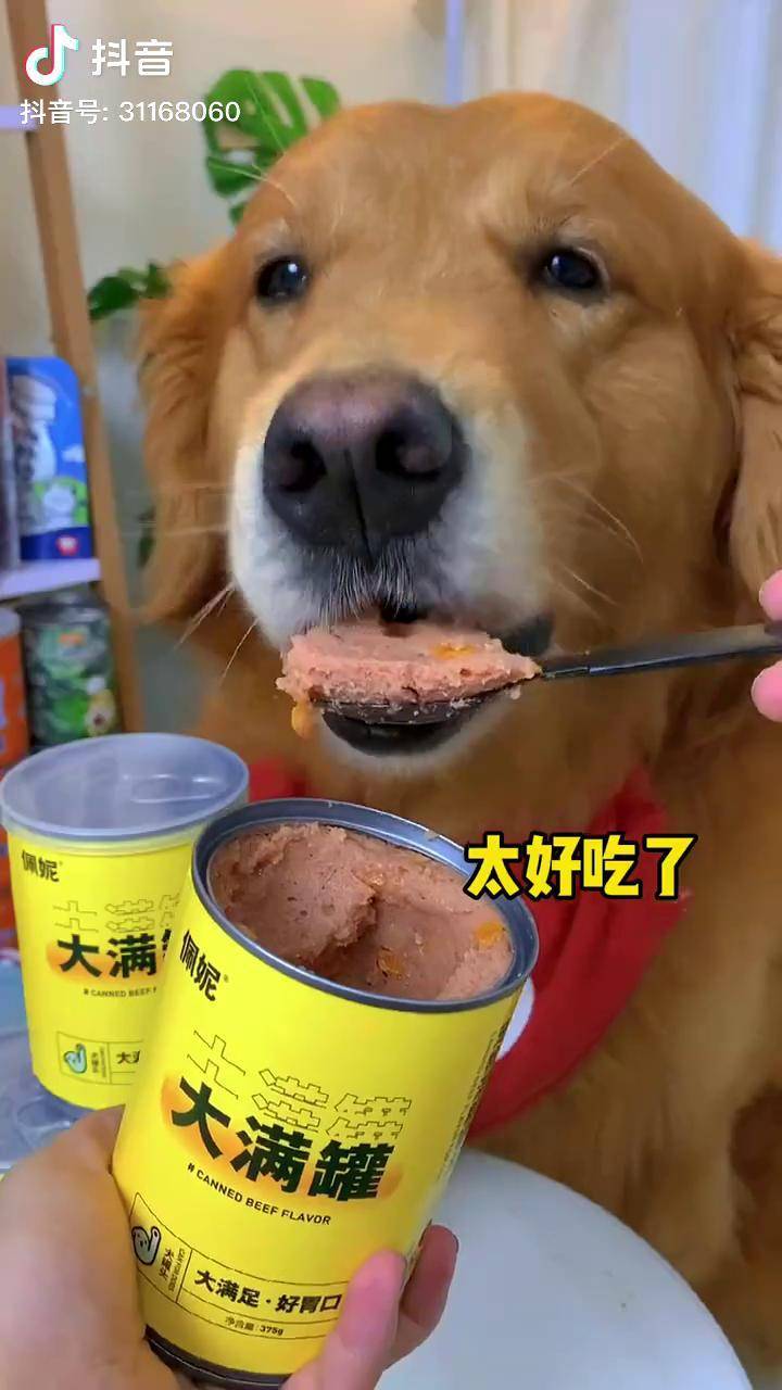 这肉罐头太香了!狗狗吃的真满足!试过一点也不咸,真是太棒了!