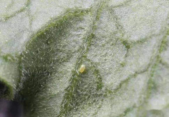 番茄潜叶蛾识别与防控_危害_幼虫_mm