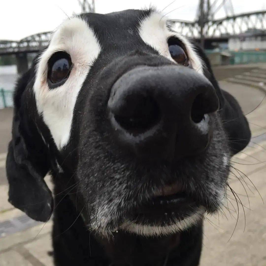 一只如假包换的黑色拉布拉多,居然有了白眼圈?_rowdy_主人_因为