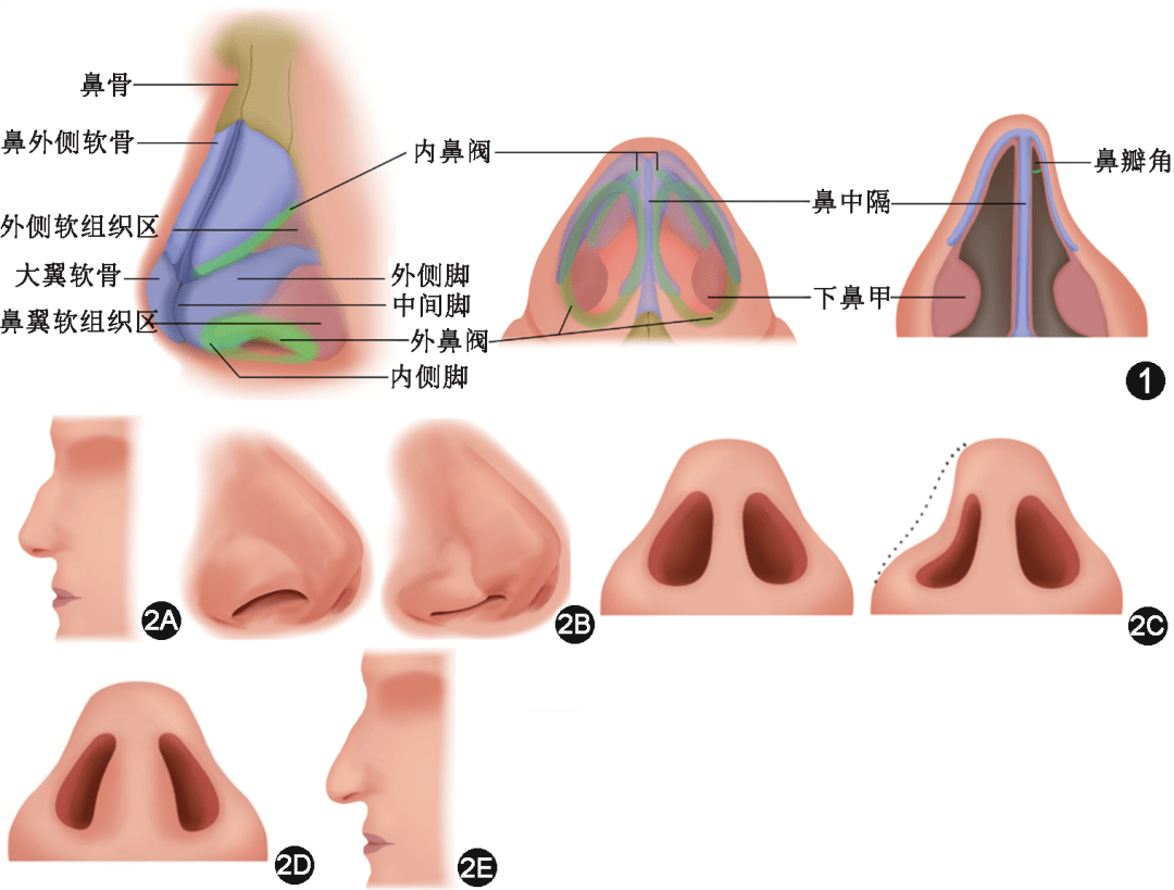 鼻子软骨结构图片