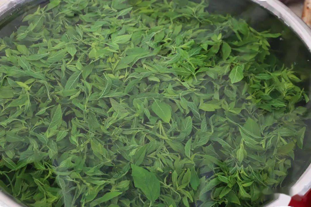 泽雅老家这种野菜30元一斤都买不到了,今年你摘了吗?_大青_食用_嫩叶