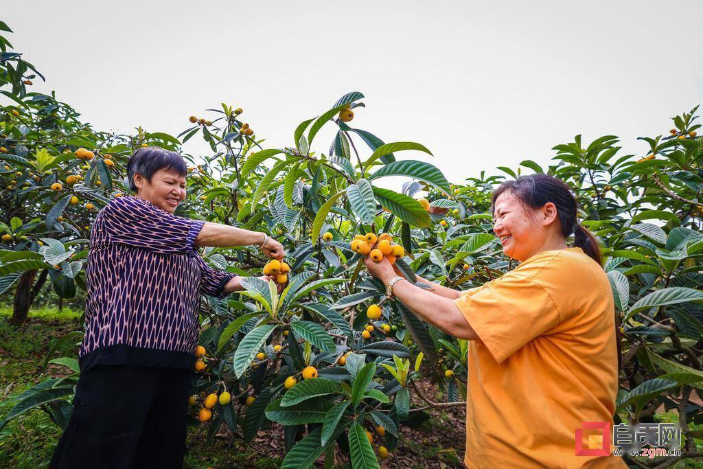 "黄金果"挂满枝头 乐了游客富村民——富顺县琵琶镇枇杷采摘节见闻