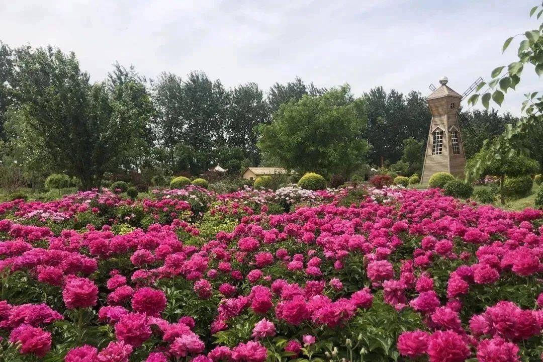 晋州周家庄油菜花电话图片