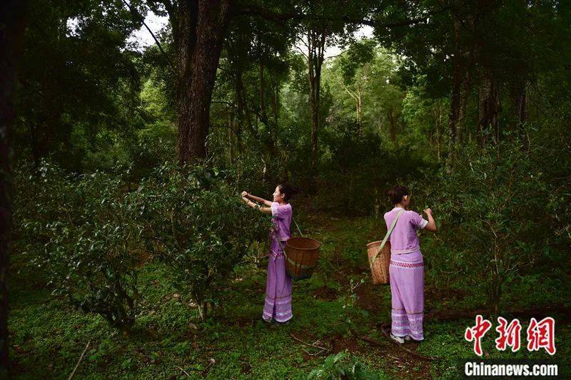 非遗绒花工匠精神（做非遗绒花挣钱吗知乎） 第4张