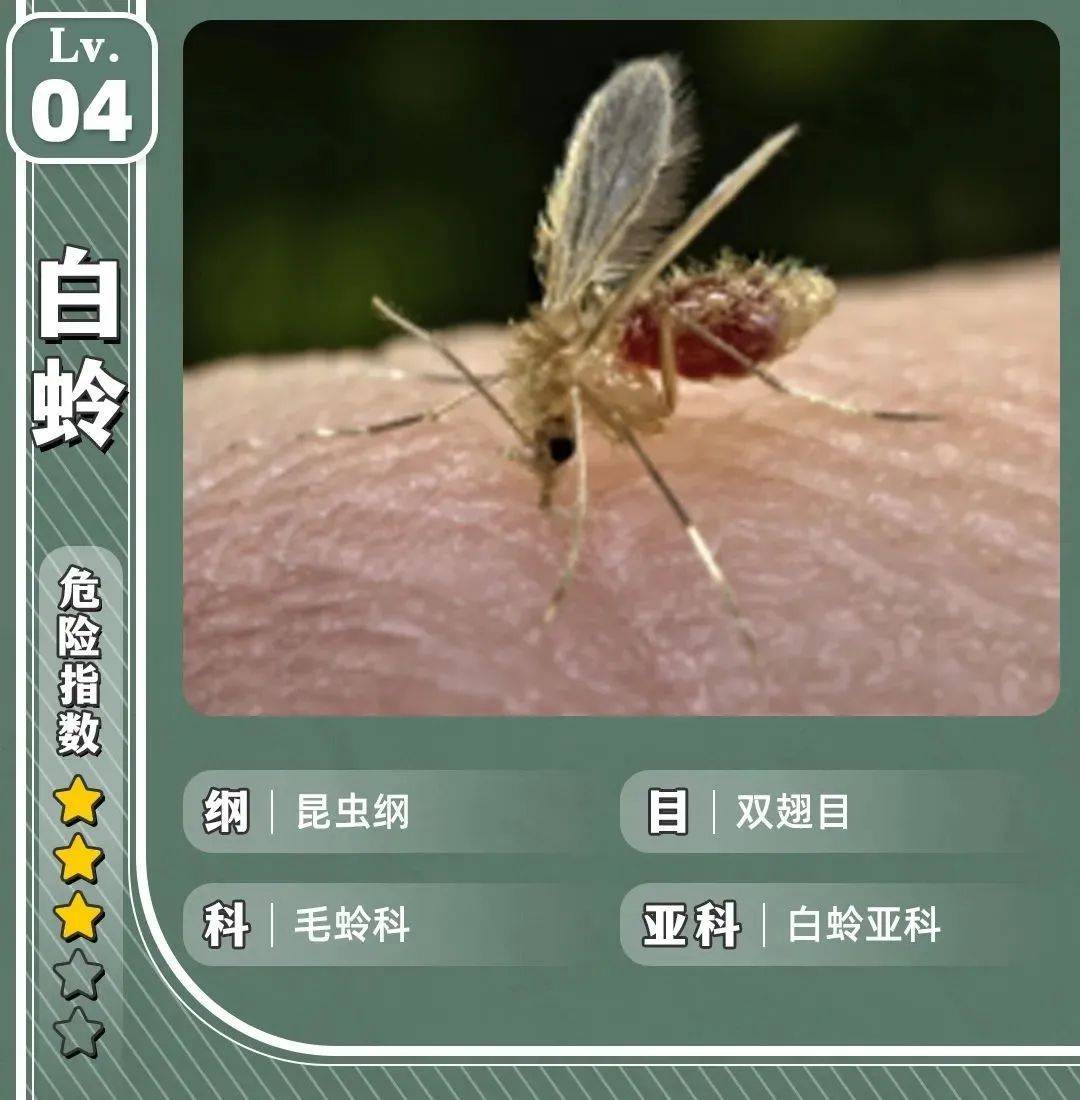 深圳罕见发现一例黑热病_陈大爷_白蛉_患者