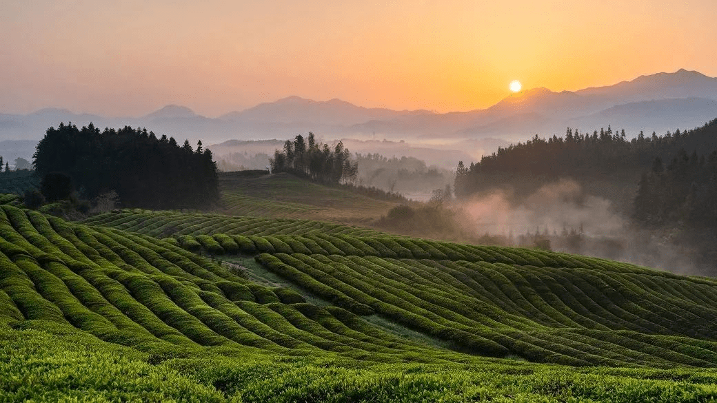 "2023中国·浮梁茶"主题摄影大赛获奖名单出炉!_茶园_评审团_作品