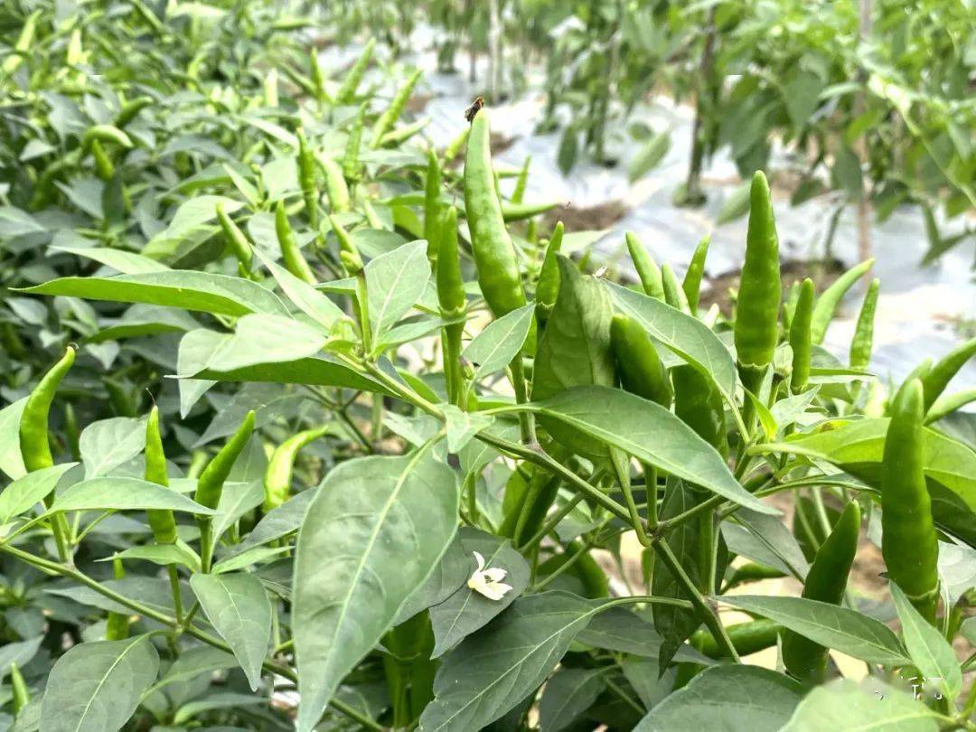 比小米椒辣10倍!佛山成功试种这款辣椒_工业_种植_原材料