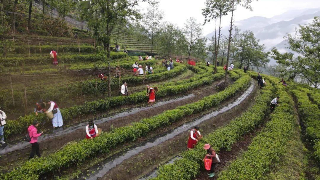 福贡县举办2023年上帕镇达普洛村春茶采收及加工培训会_比赛_村民