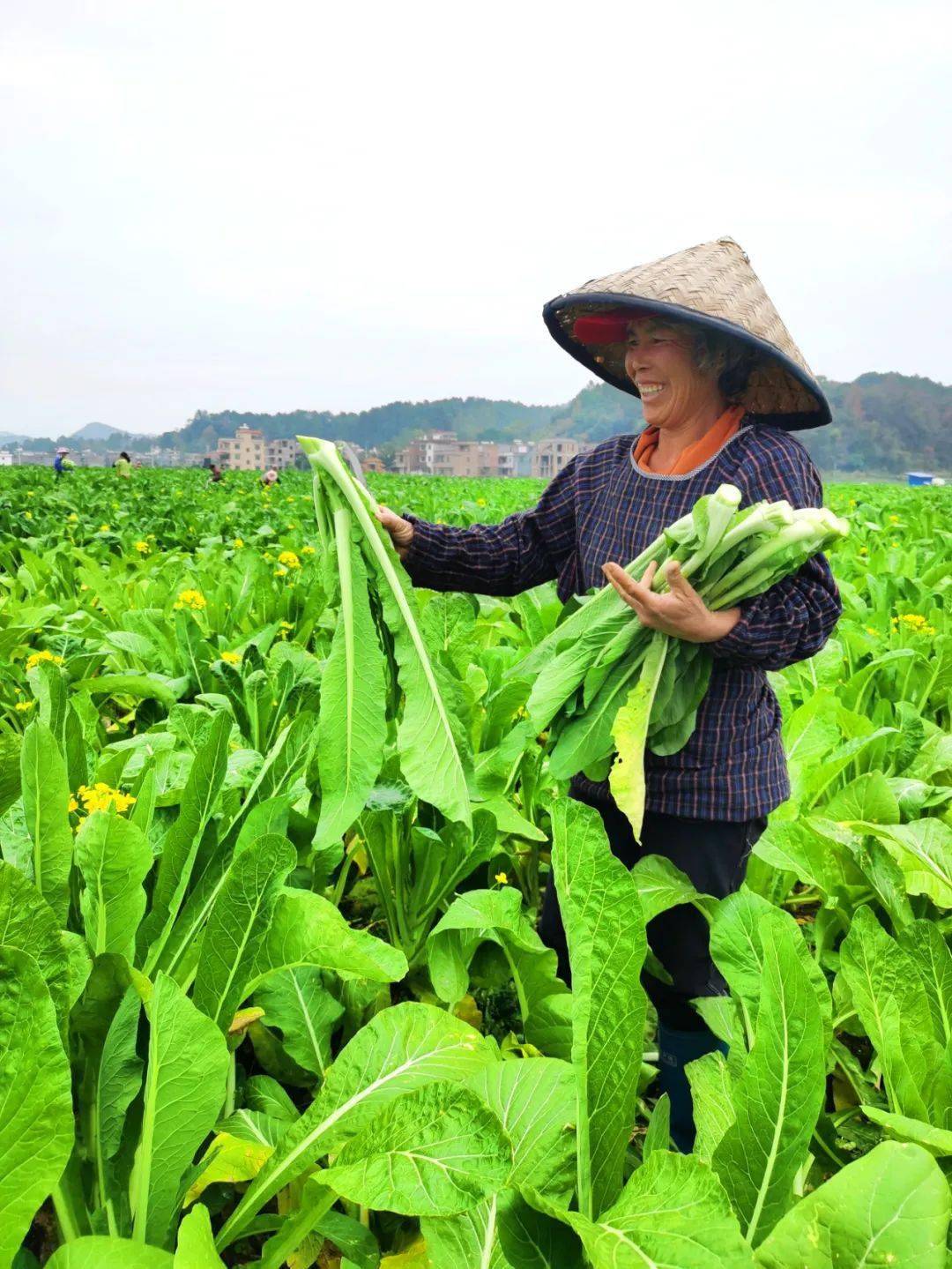 連州菜心探索