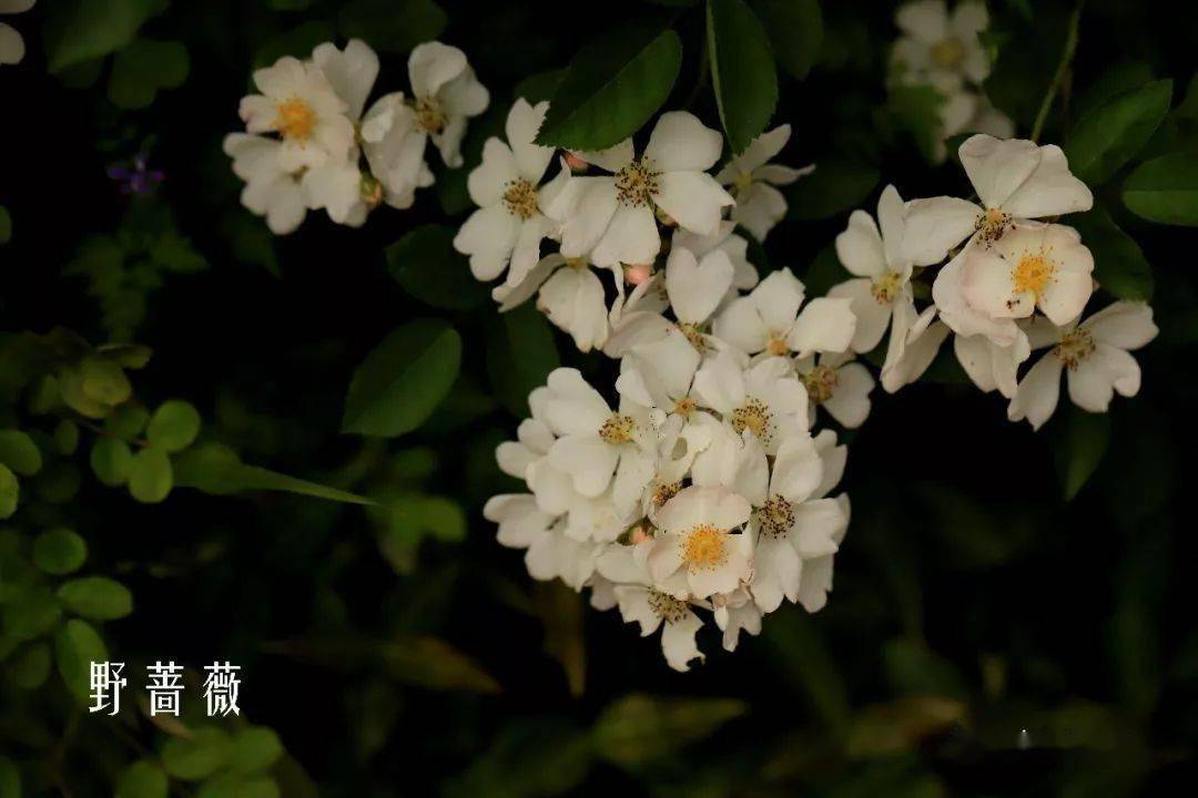 川田達懿『薔薇』 - lds.com.np