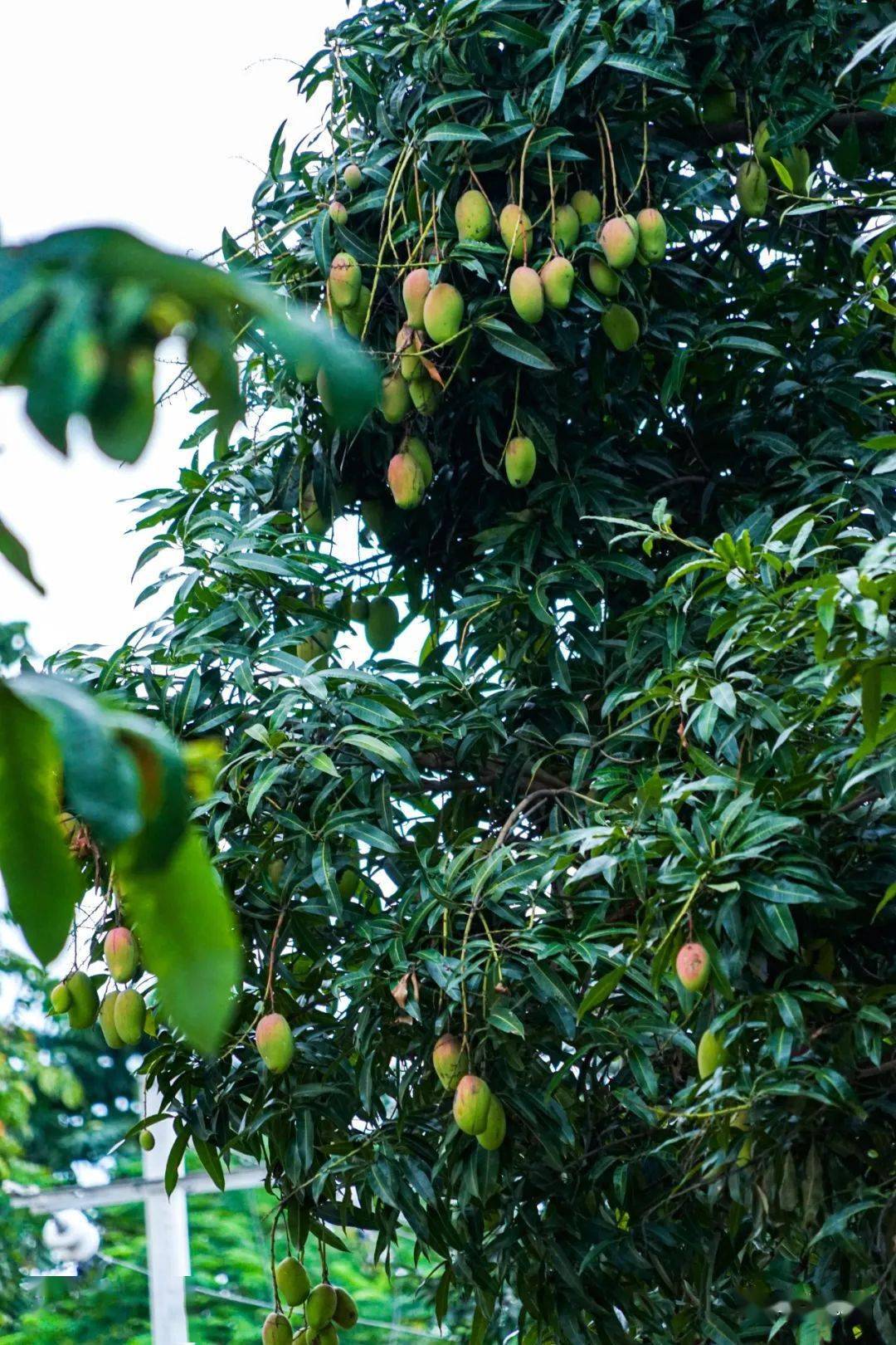 德宏水果自由再添国家重磅支持_芒市_缅甸_菠萝蜜