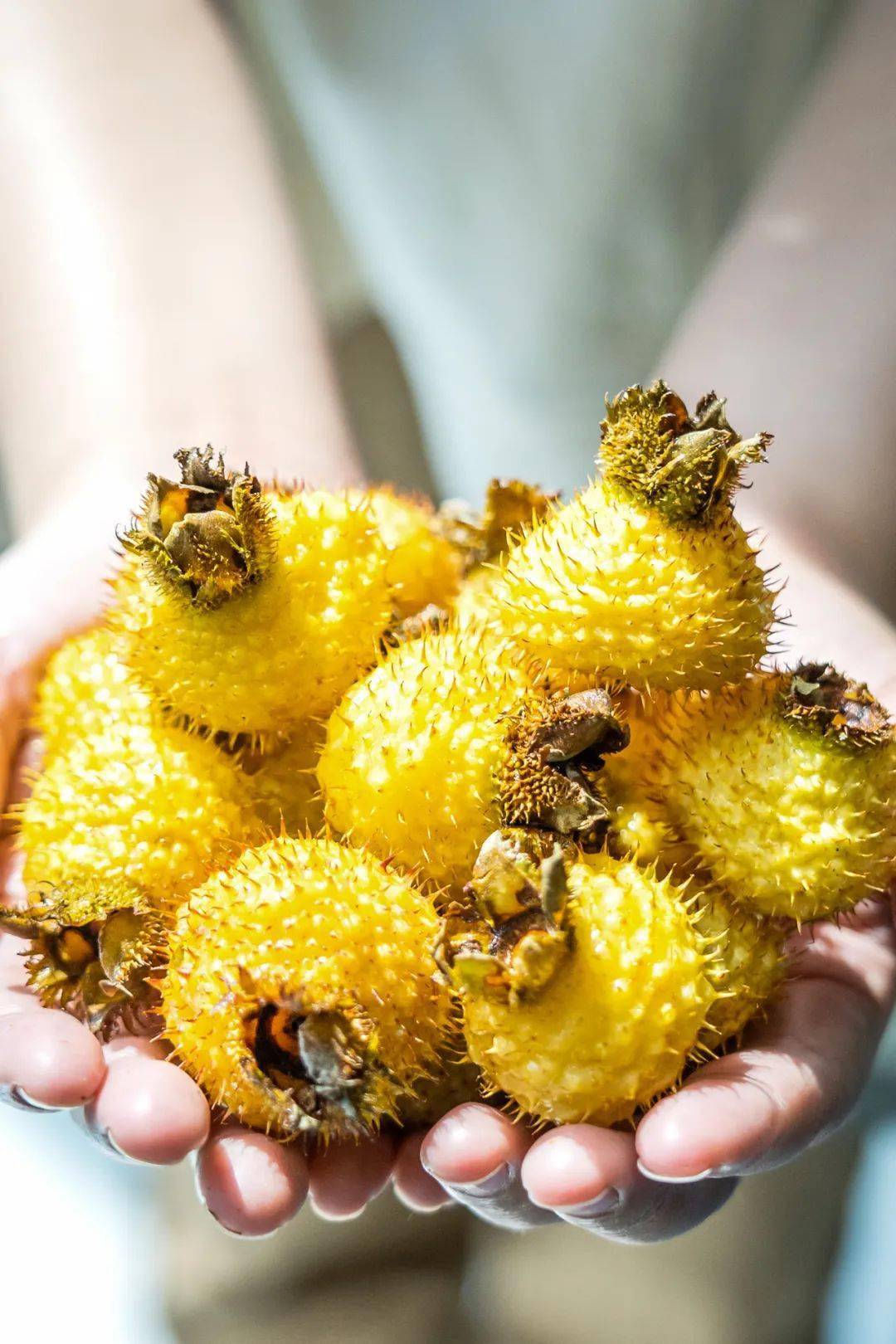 隐藏的水果界"维c之王",贵州刺梨有多猛?_罗登_摄影_维生素