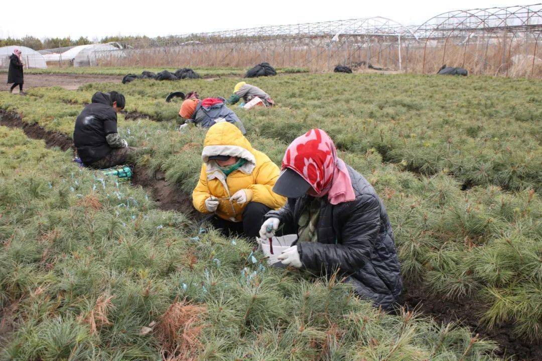 目前沾河公司从购买红松树苗种植到红松培育嫁接,再到栽植红松成林,已