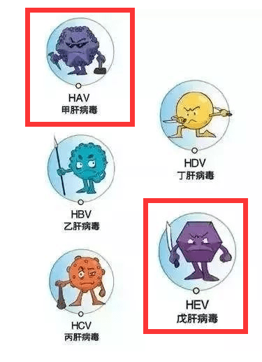 如甲型病毒性肝炎(甲肝)和戊型病毒性肝炎(戊肝)等.