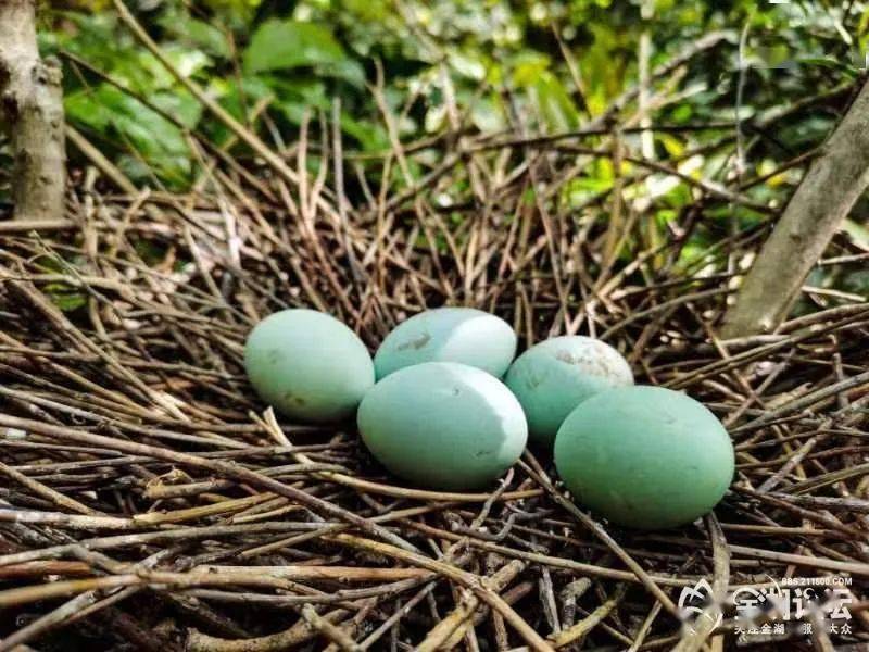 金湖摄影爱好者,小心翼翼记鸟录白鹭小雏出壳的"前前后后"_版权_论坛