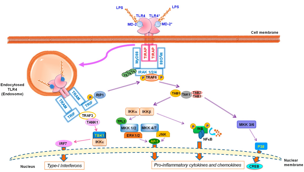 起源脂多糖(lipopolysaccharide, lps)的故事起源于1888年科学家将热