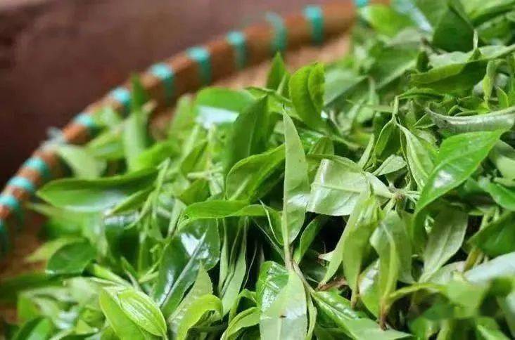 ②叶片的下表皮大都具有腺鳞(除大叶乌龙外),腺鳞有分泌芳香物质的