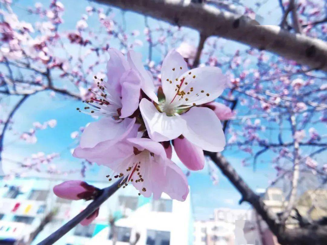 延边州内赏花路线~心动不如行动 看完就出发吧~_延吉_景区_金达莱