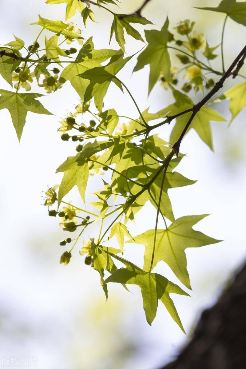 加拿大称枫叶之国,有谁见过枫树开的花_开花_鼓蕾_枝头