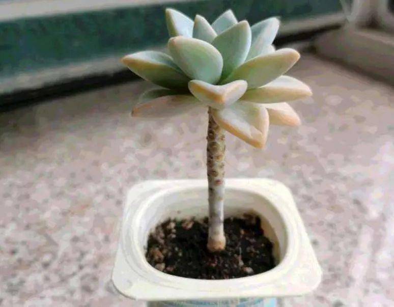 首先,我们需要将酸奶盒子洗干净,因为里面还有一些酸奶,直接种植,容易