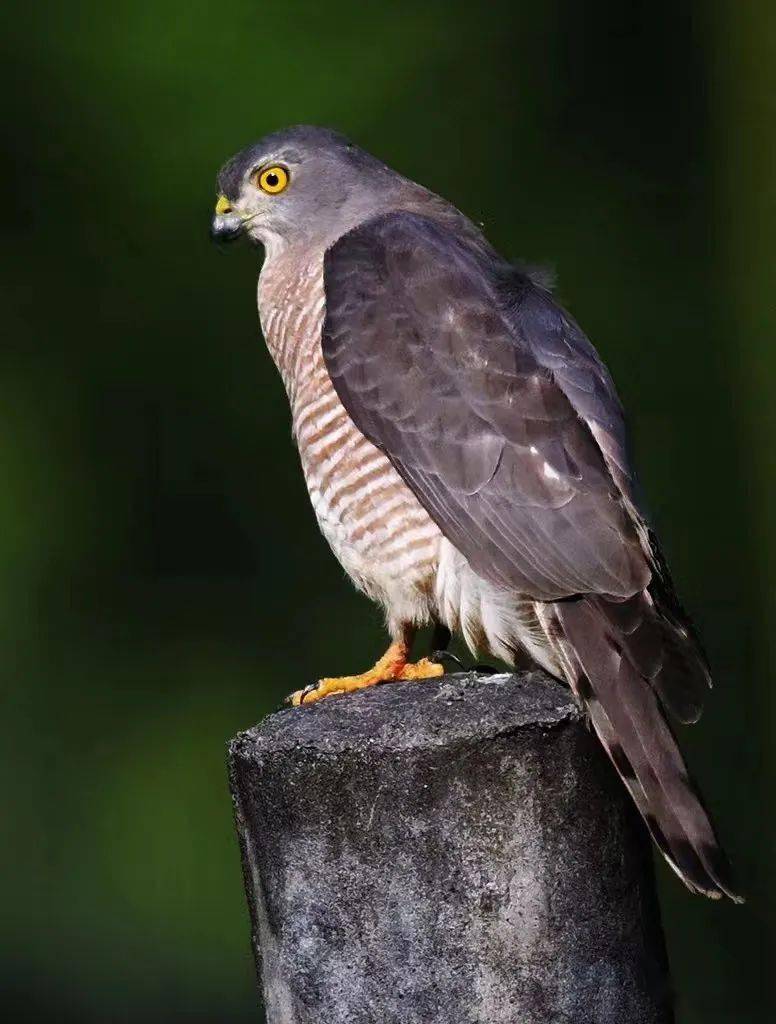 "棕色猎人"~~褐耳鹰_保护_猎物_动物