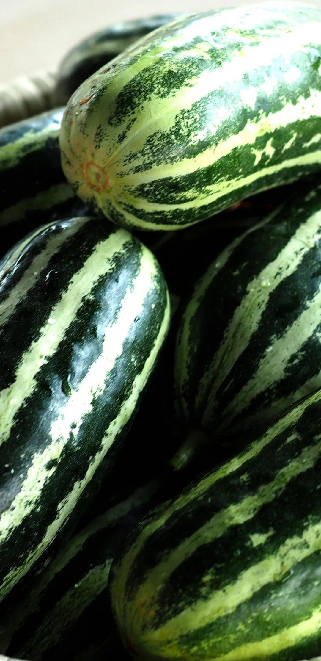 西瓜_番茄_乡村