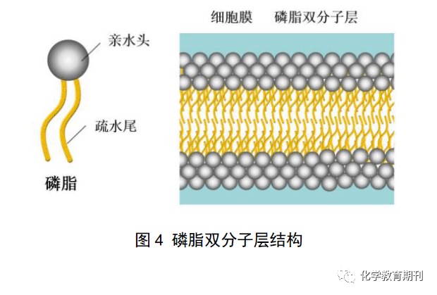 【教师引导】在生物课上,同学们知道了细胞膜是由磷脂双分子层构成的