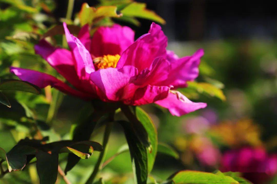 【鞓红花开动古城】丨正值春深暖意融,天香国色看鞓红_青州_牡丹_临淄