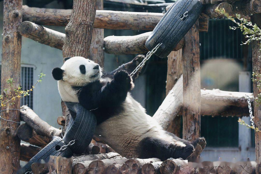 7215连熊猫都开始"内卷"94那可是分分钟的事引体向上,倒挂金钩.